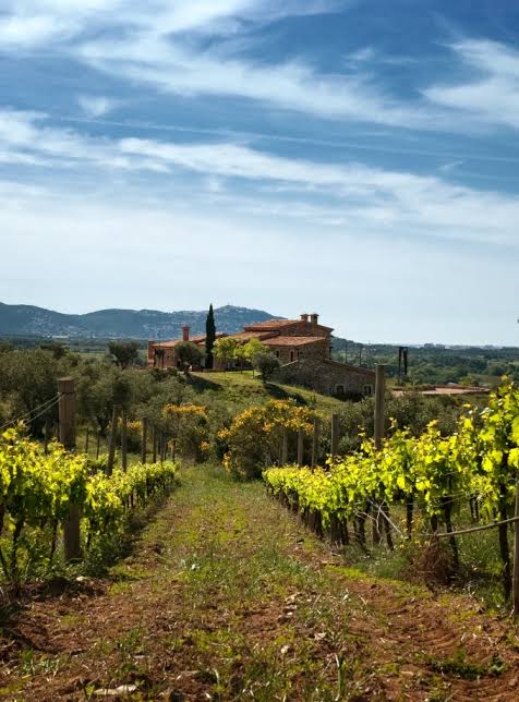Vineyard rows climbing towards a stone masia in the Alt Empordà hills