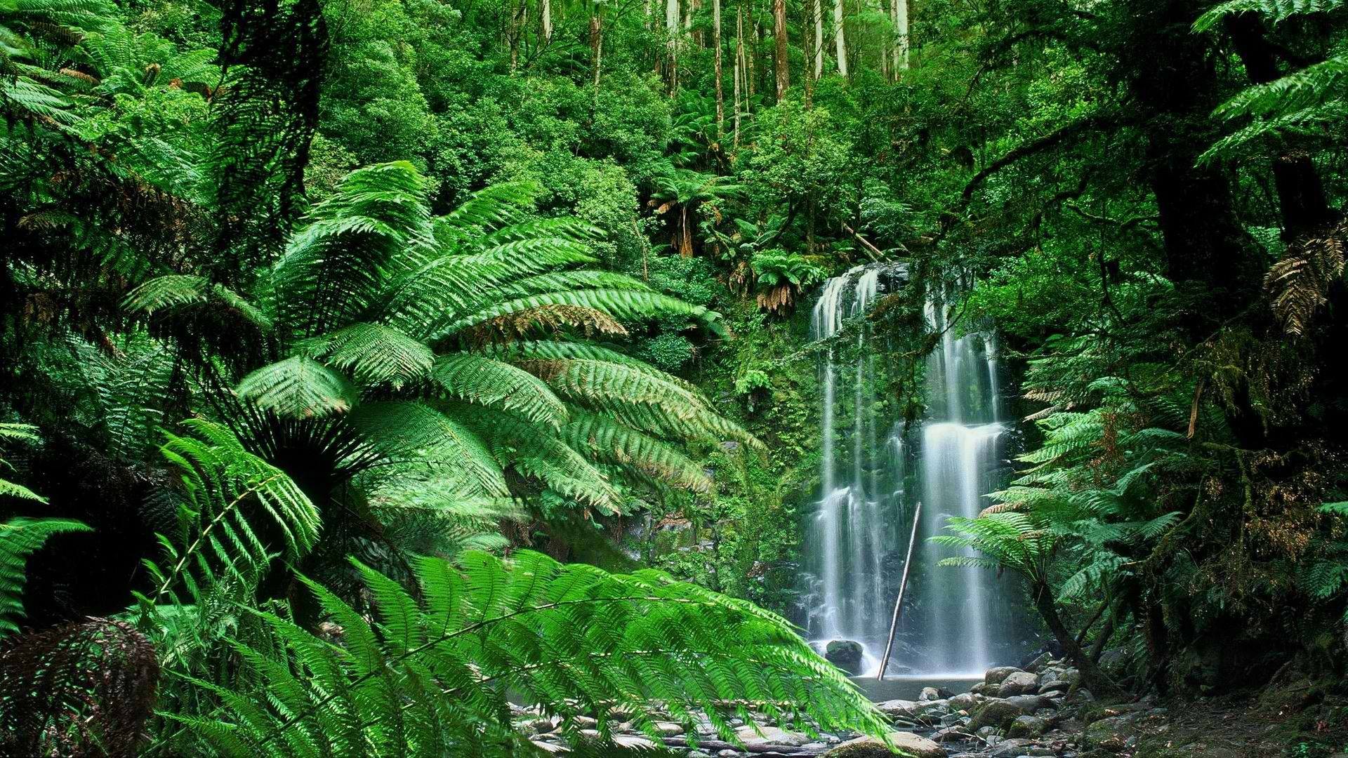 Fern gully and waterfall in Victoria's temperate rainforest