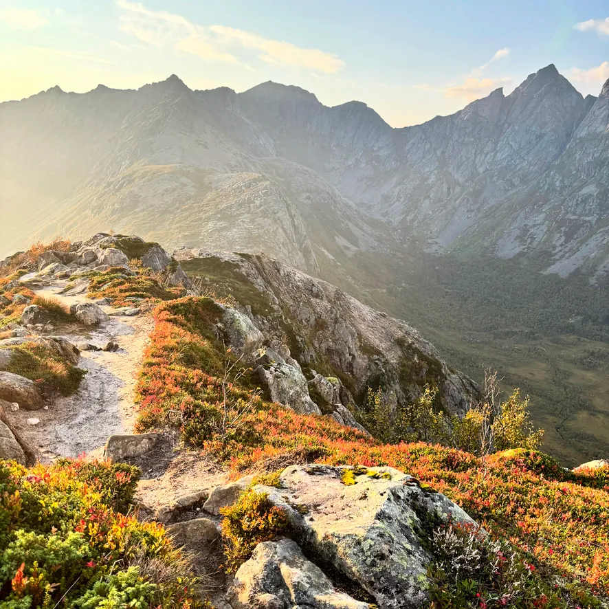 Autumn heather on a mountain ridge above a Lofoten valley